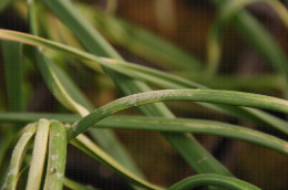 Symptômes de dégâts sur feuillage de l'acarien de l'ail, Aceria tulipae